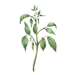 Chili pepper plant with green unripe pepper pods, flowers and leaves. Botanical hand drawn watercolor illustration. Hot red spicy vegetables for food, spice label, gardening. Isolated from background