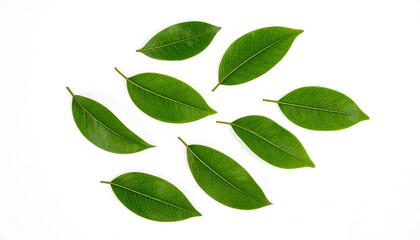 Naklejka premium Several vibrant, green oval leaves are scattered against a crisp white background, showing textures and details