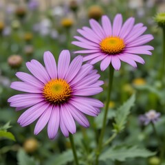 Obraz premium pink and white daisies