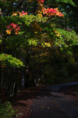 山梨県の西沢渓谷の紅葉