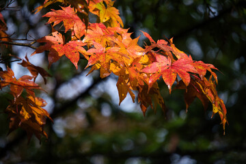 山梨県の西沢渓谷の紅葉