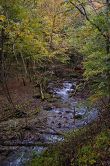 山梨県の西沢渓谷の紅葉