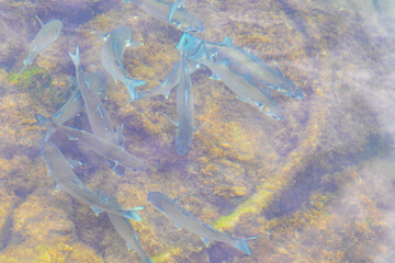 Tropical fish swimming in green turquoise and blue water Brazil.