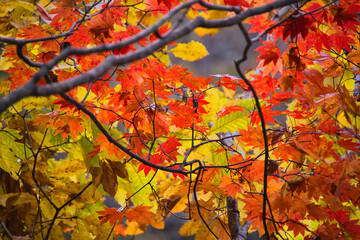 山梨県の西沢渓谷の紅葉