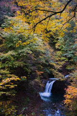 山梨県の西沢渓谷の紅葉