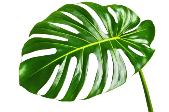 Monstera leaf with deep splits on white background
