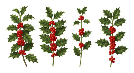 Four sprigs of holly with red berries isolated on transparent background