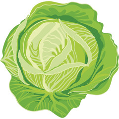 Fresh Green Cabbage Vegetable Isolated on Transparent Background Healthy Food Ingredient Vibrant Colors Detailed Leaf Texture