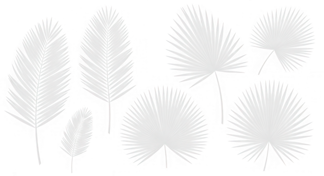 Collection of various palm leaves in a minimalist style, isolated on a clean transparent background