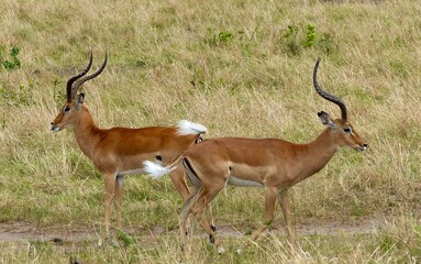 A unique wildlife photograph showing two male impalas in rut in the Masai Mara Reserve, Kenya, Africa.
