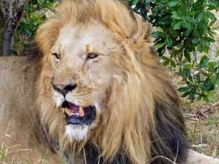 A powerful wildlife portrait of a male lion with a magnificent mane in the Masai Mara Reserve, Kenya, Africa.