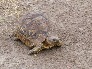 A detailed photograph of a land tortoise in its natural environment in the Masai Mara Reserve, Kenya