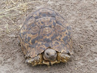 A detailed photograph of a land tortoise in its natural environment in the Masai Mara Reserve, Kenya