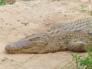 A detailed close-up photograph of a crocodile resting on the sandy riverbank of the Masai Mara River in Kenya