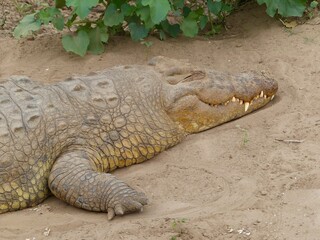 A detailed close-up photograph of a crocodile resting on the sandy riverbank of the Masai Mara River in Kenya