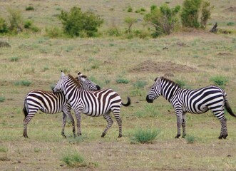 Obraz premium A unique wildlife moment showing two zebras in the Masai Mara Nature Reserve, Africa, scratching each other’s backs with their heads.
