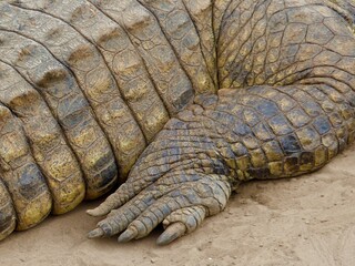 Extreme Close-Up of a Crocodile Paw and Claws Showing Detailed Skin Texture and Natural Colors, Masai Mara, Kenya