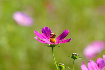 宮崎県西都市の西都原古墳群のコスモス