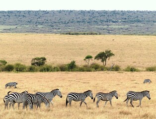 Obraz premium A unique wildlife moment showing a zebra herd standing together in the dry steppe with green vegetation in the Masai Mara Reserve, Africa