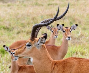 Touching Nature Shot of an Impala Family with a Male and Several Females in the Masai Mara Nature Reserve, Kenya, Africa