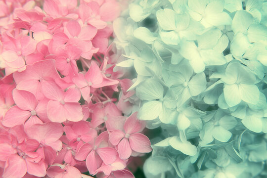 pink flower background