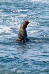 sea lions playing