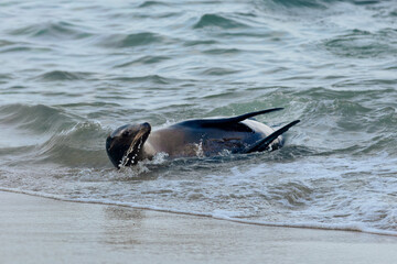 Fototapeta premium sea lion swimming