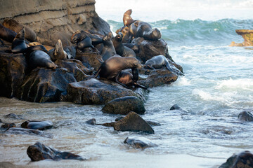 sea lions on the rocks