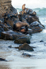 Fototapeta premium sea lions