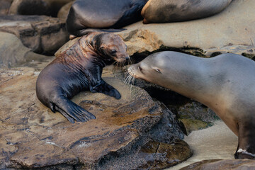 sea lions