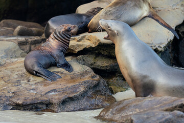 sea lions on the beach
