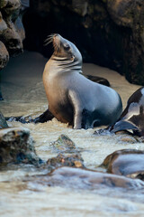 california sea lion 