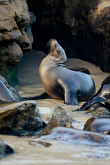 sea lion