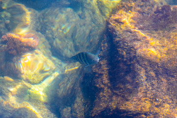 Tropical fish swimming in green turquoise and blue water Brazil.