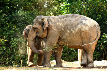 Fototapeta premium Two asian elephants feeding, with the closer one holding a bundle of grass in its trunk. Captured in sunlight against a lush green background at the Berlin Zoo, showcasing their gentle nature.