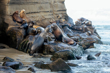 sea lions on the beach