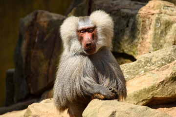 A magnificent male Hamadryas baboon with a flowing silver mane sits stoically on a sunlit rocky outcrop. The focus is on its serious face and powerful build.