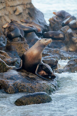 sea lion on a rock