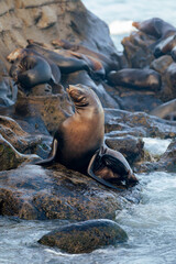 sea lion on the beach