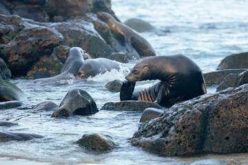 california sea lion