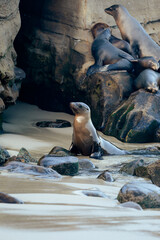 sea lion on a rocky beach