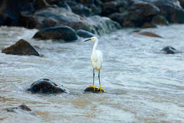snowy egret on the beach