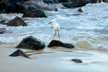 snowy egret on the beach