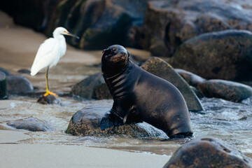 snowy egret and a sea lion on the beach