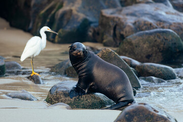 snowy egret and a sea lion on the beach