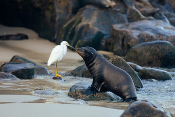 snowy egret and a sea lion on the beach