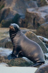 sea lion