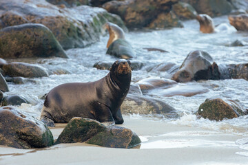 sea lion on the beach