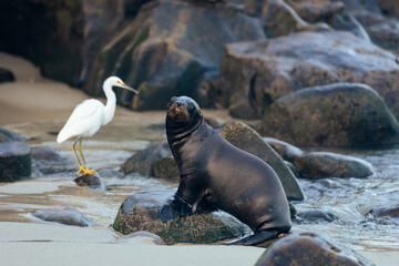 snowy egret and a sea lion on the beach