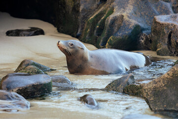 sea lion on the beach
